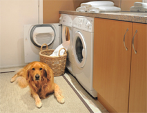 germ-free-laundry-dog